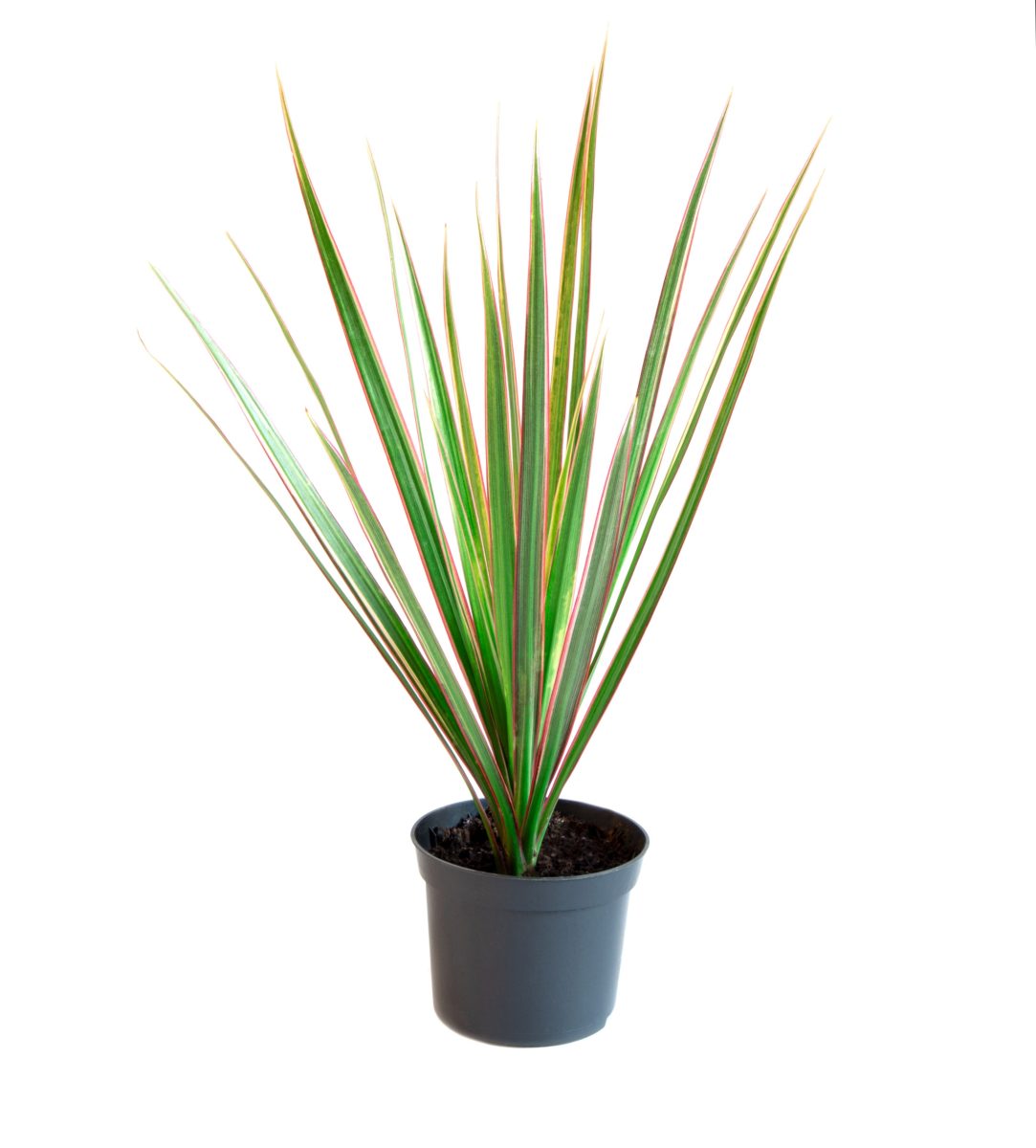 Dracena Obrzeżona Bicolor