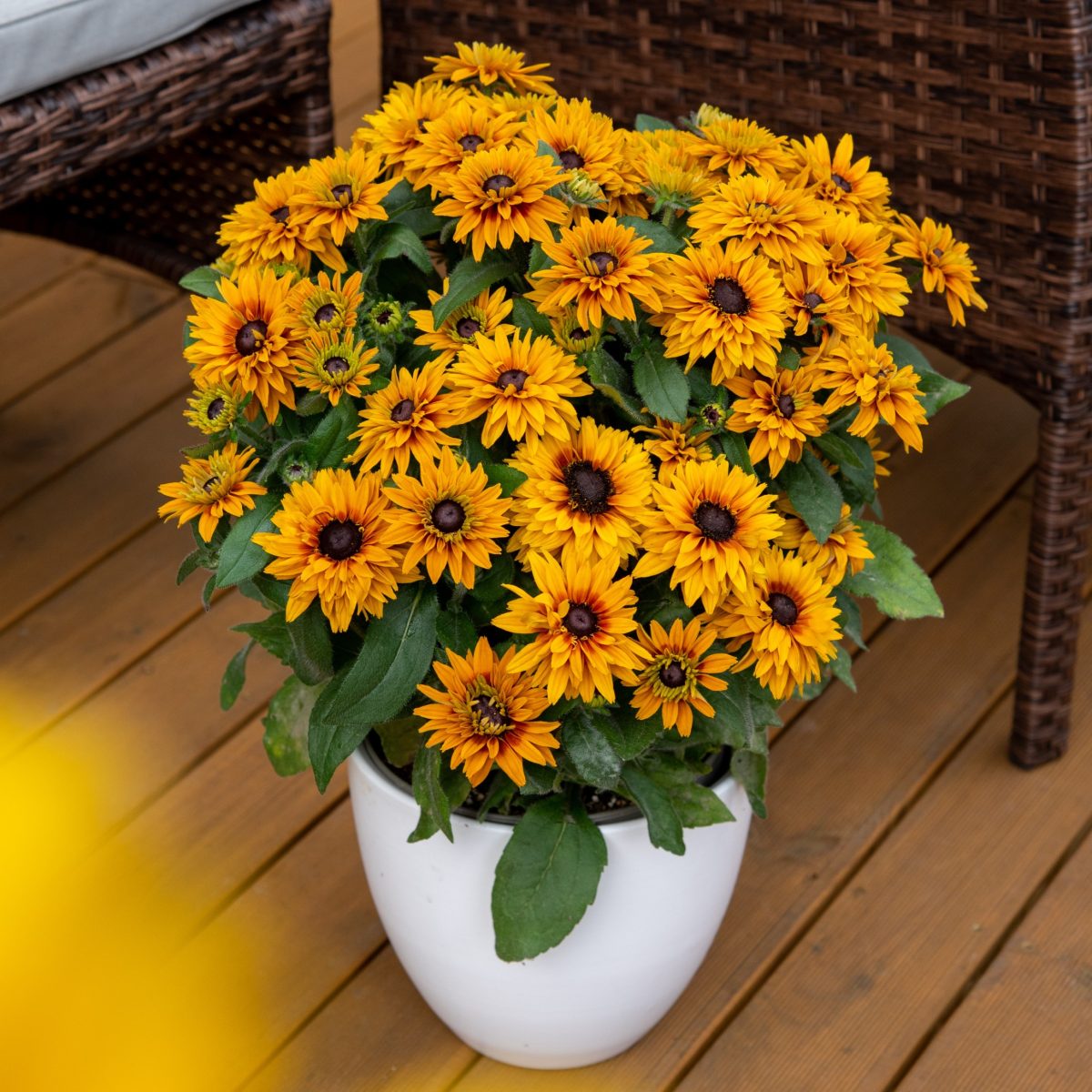 Rudbekia  Flamenco Bright Orange P14