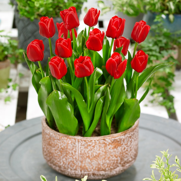 Tulipan Czerwony P9