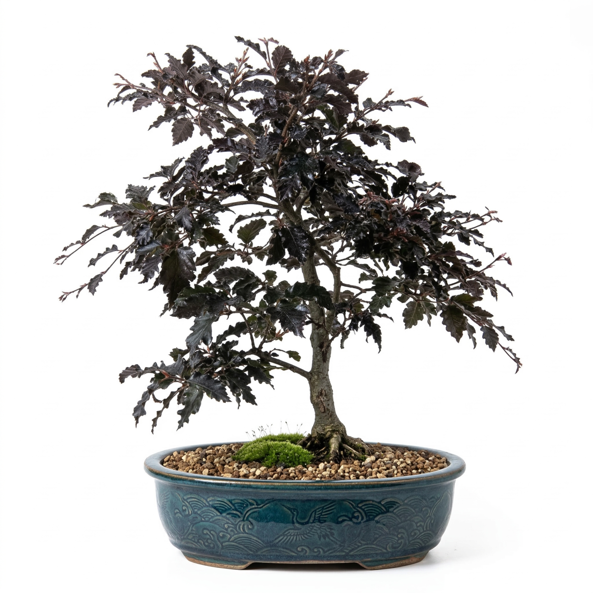 Buk Rohan Weeping bonsai P19