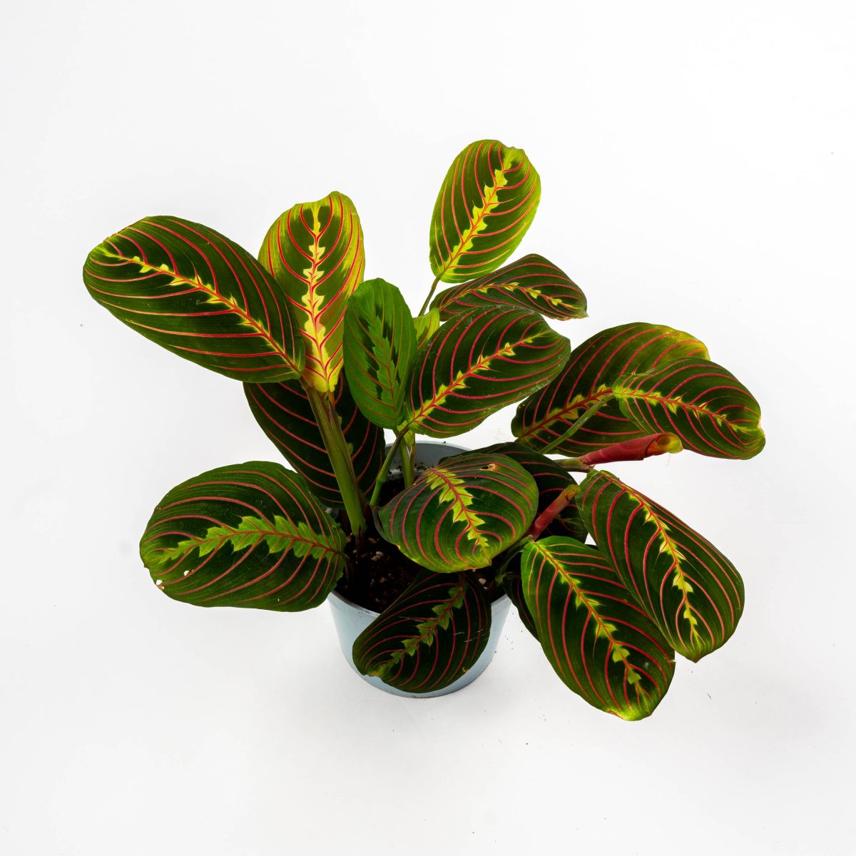 Maranta Leuconeura P13