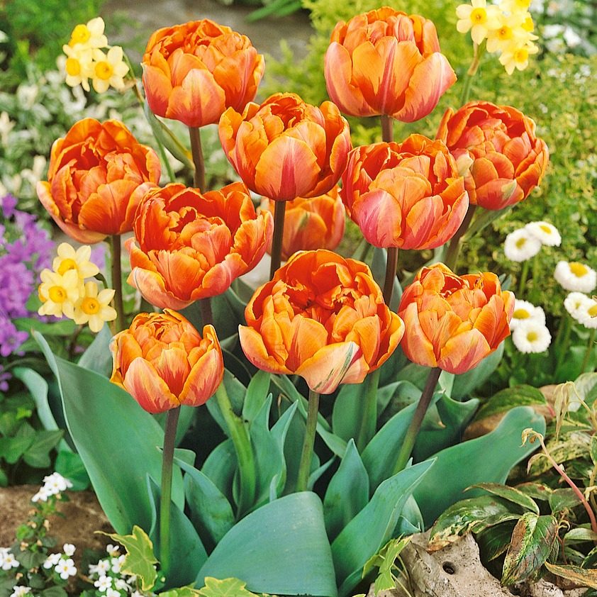 Tulipan Pomarańczowy Pełny P9