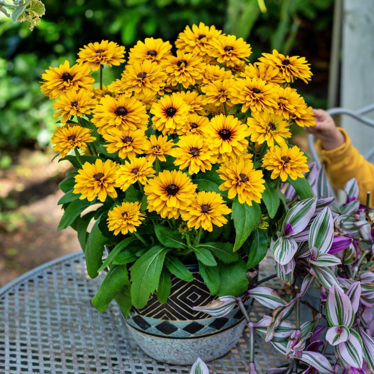 Rudbekia Littlebeckia Ballerina P14