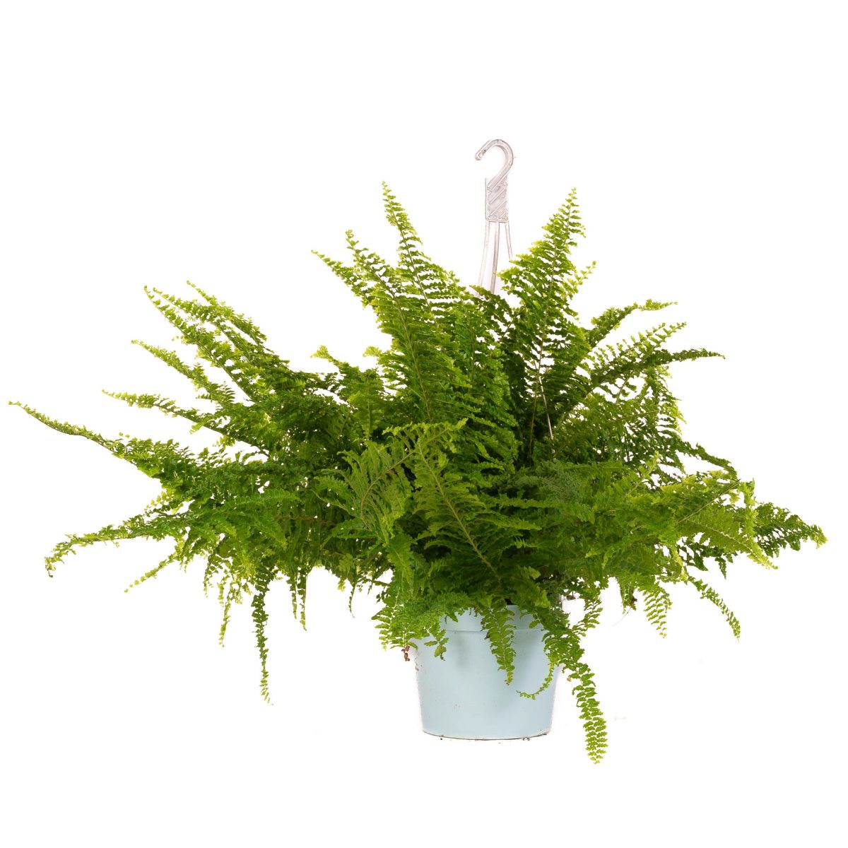 Paproć Karłowata Fluffy Ruffles P13
