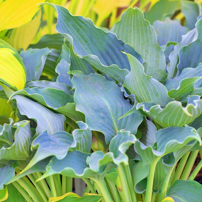 Hosta Waterslide P14