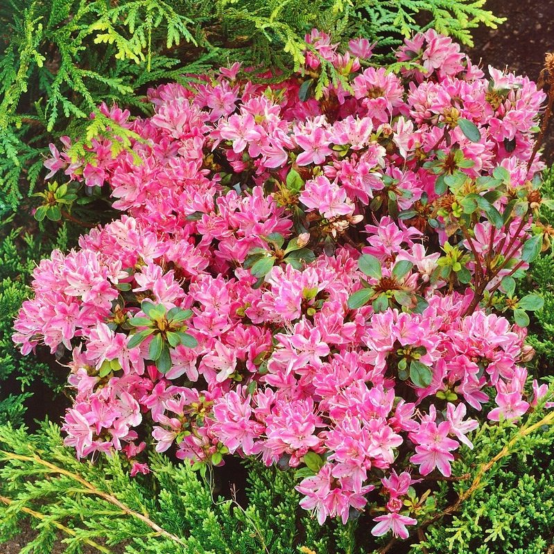 Azalia Japońska Kermesina Rosea P9