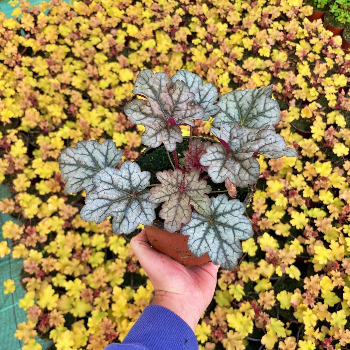 Żurawka ogrodowa World Caffé Corretto - Heuchera x hybrida P14