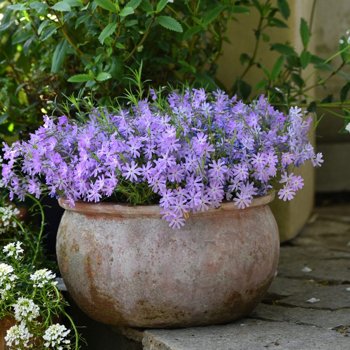 Floks Szydlasty Bedaazzled Lavender P12