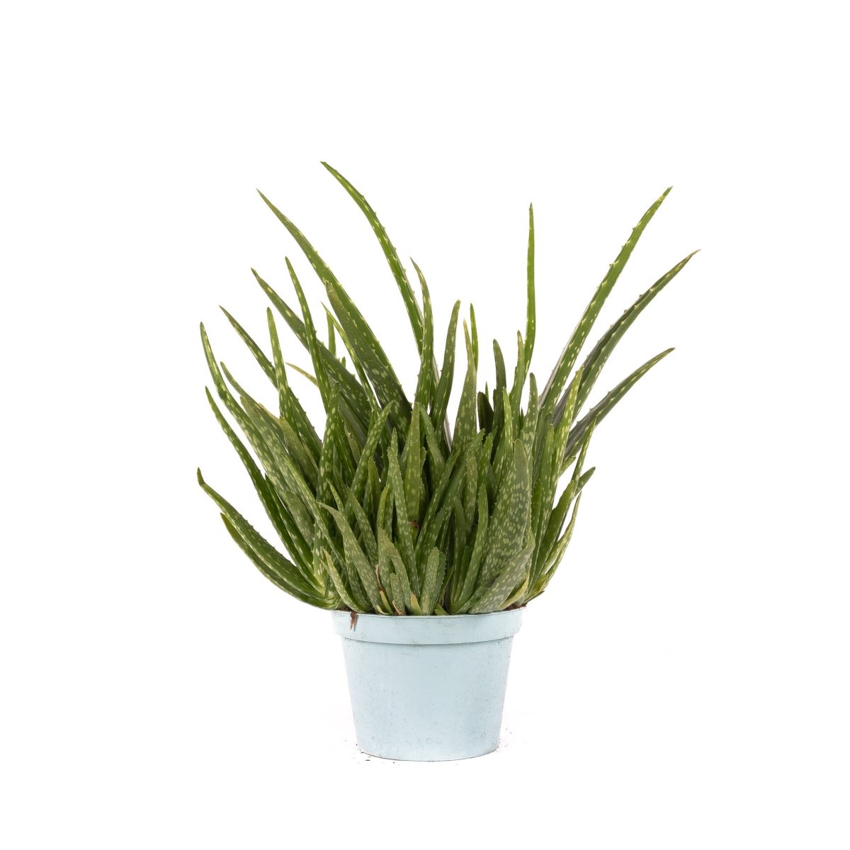 Aloes Drzewiasty P13