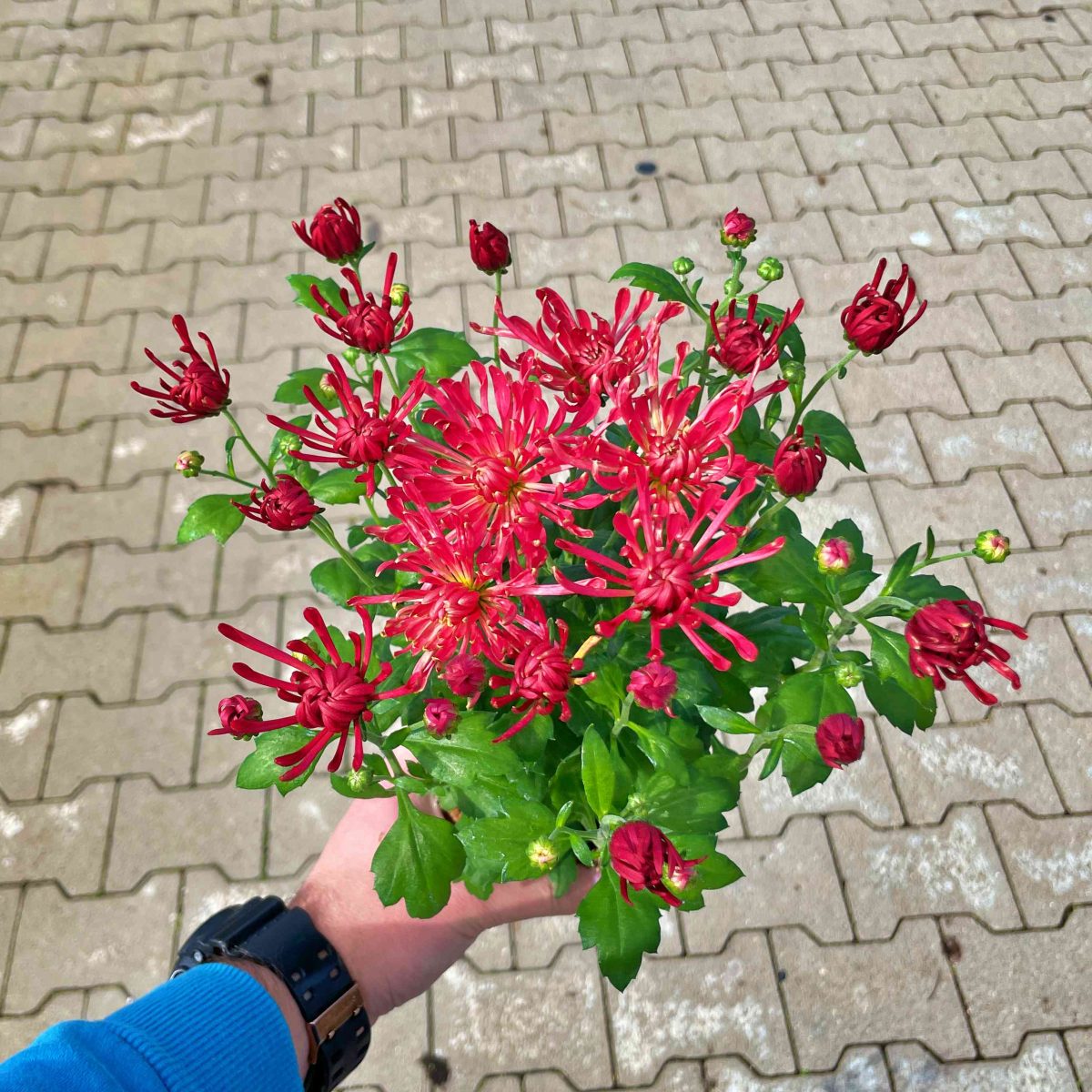 Chryzantema Jasno Czerwona Pusta P10.5