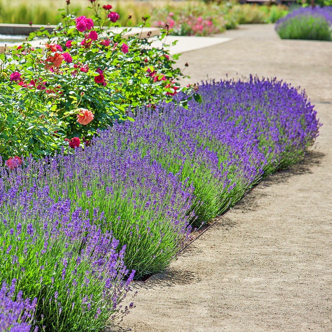 Lawenda Wąskolistna Hidcote Blue P17