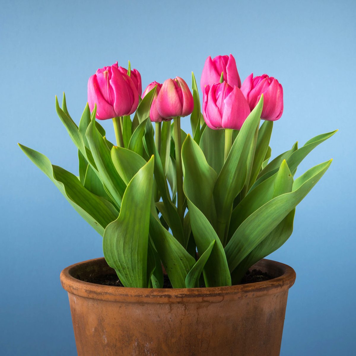Tulipan Różowy P9
