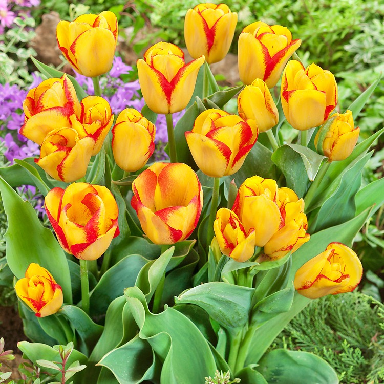 Tulipan Outbreak P12