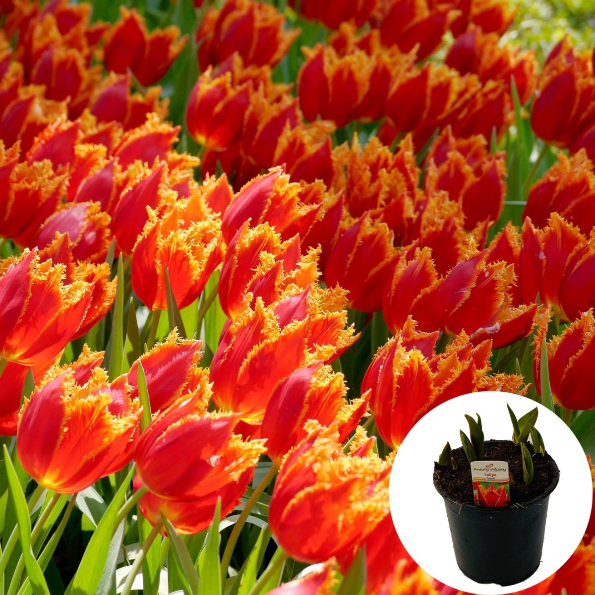 Tulipan Fabio P14