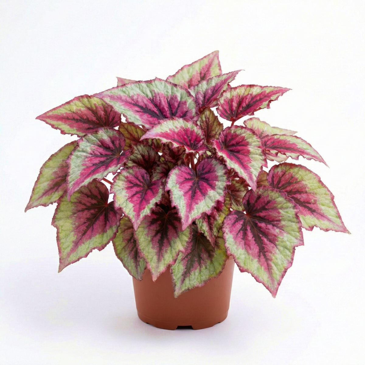 Begonia Ukośnica Królewska Evening Glow P13