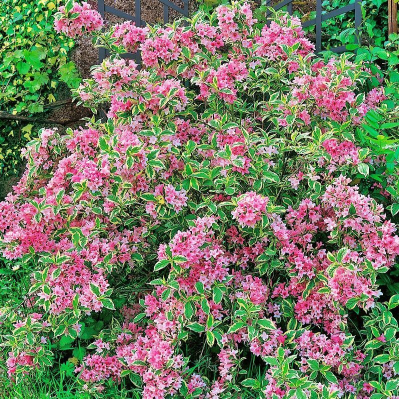 Krzewuszka cudowna Kosteriana Variegata - Weigela florida p14