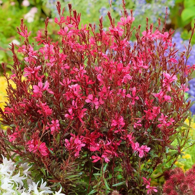 Gaura Sparkle Red P12