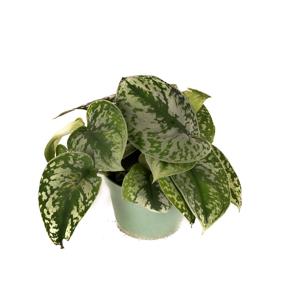 Scindapsus Pstry