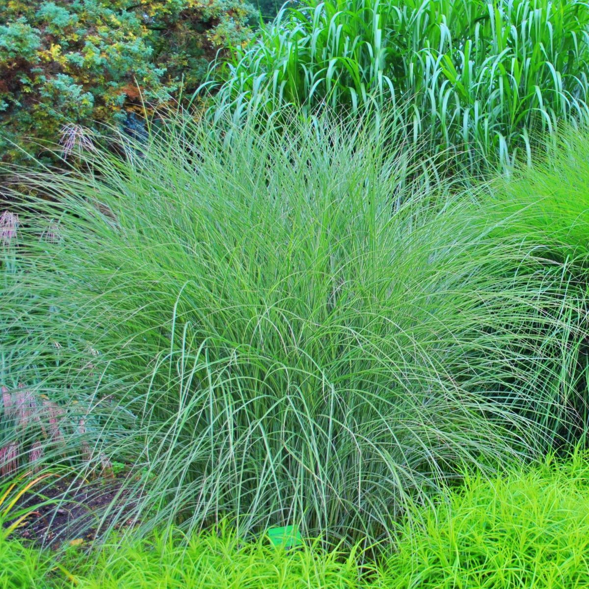 Miscanthus Sinensis Morning Light P14