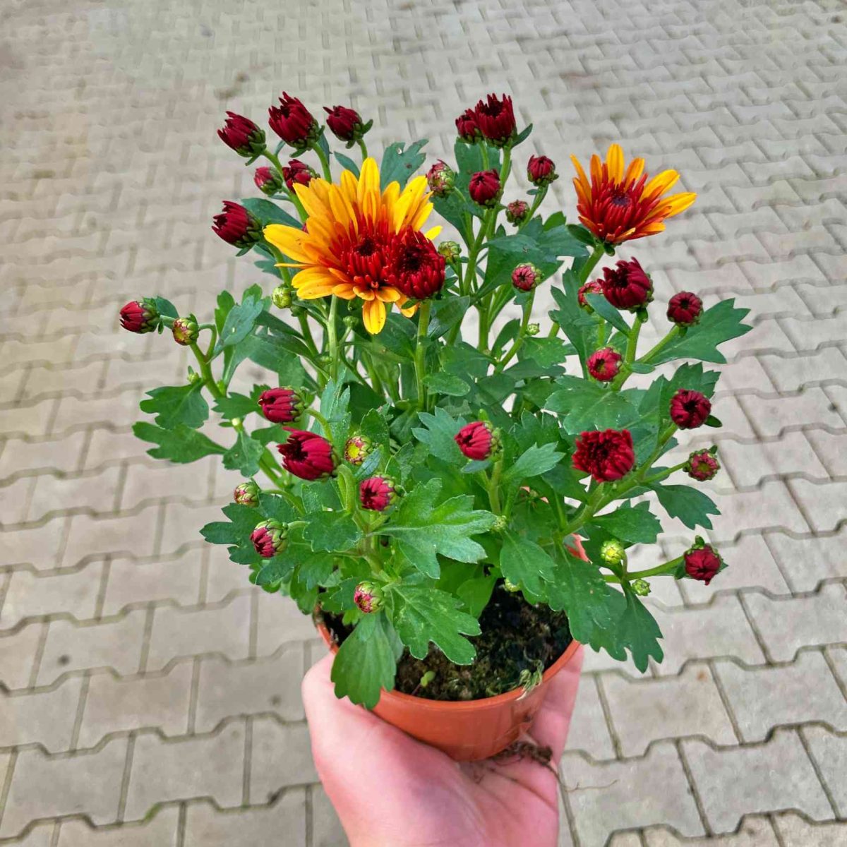 Chryzantema Żółto-Pomarańczowa Pełna P10.5