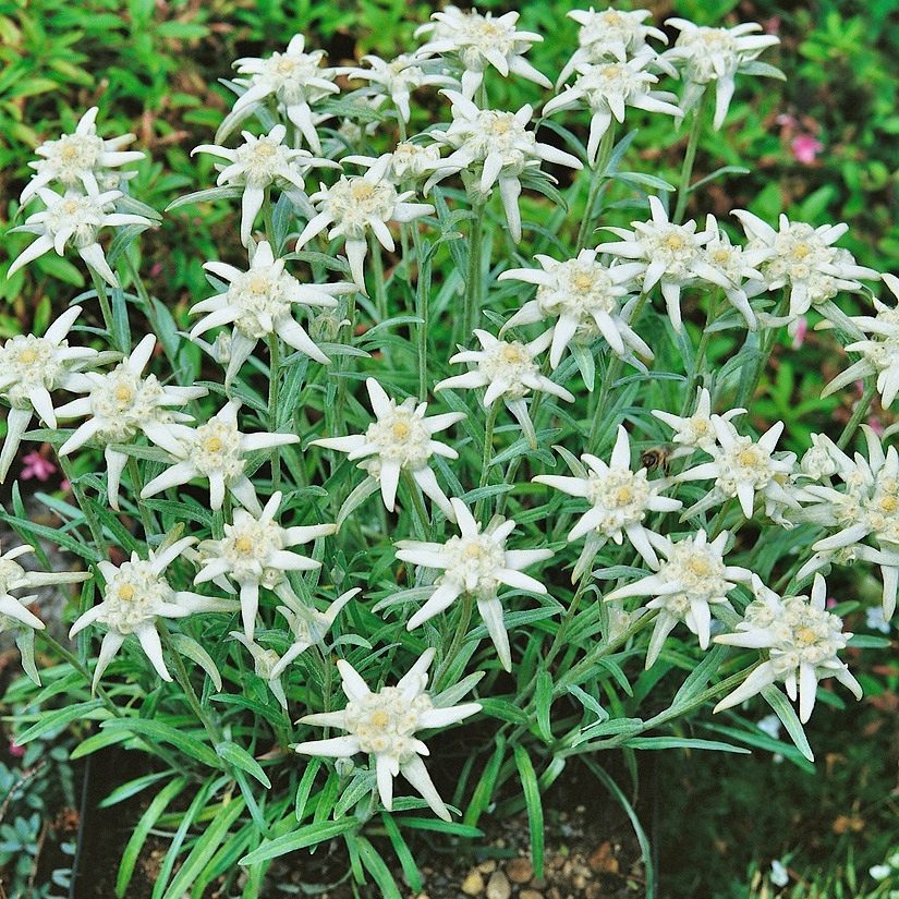 Szarotka Alpejska Edelweiss  P12