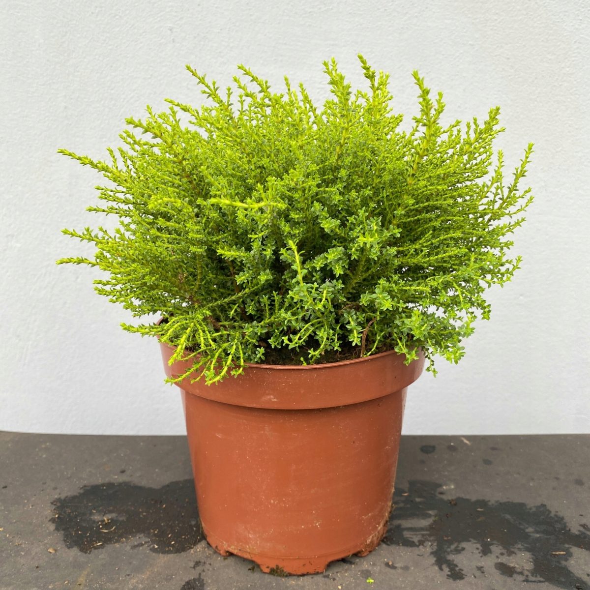 Hebe Imbricata P17