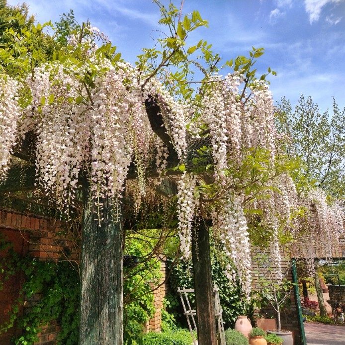 Wisteria Biała P17