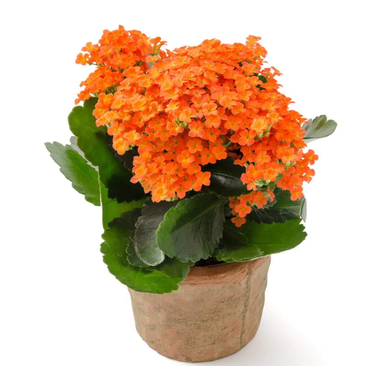 Kalanchoe Pomarańczowe P9