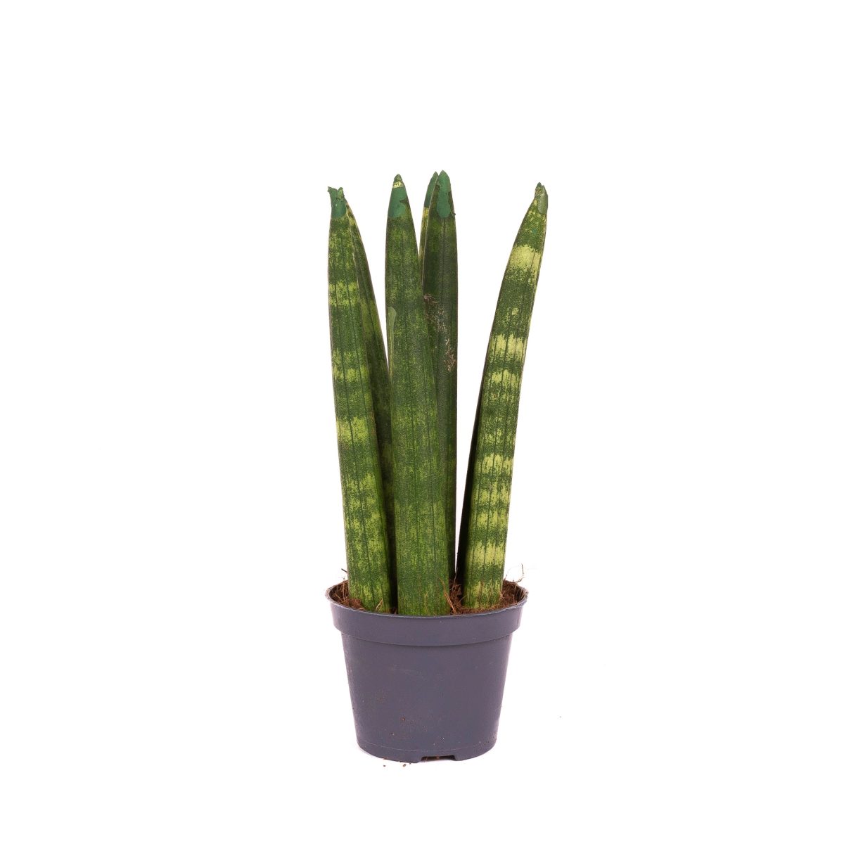 Sansewieria Cylindryczna Straight P6