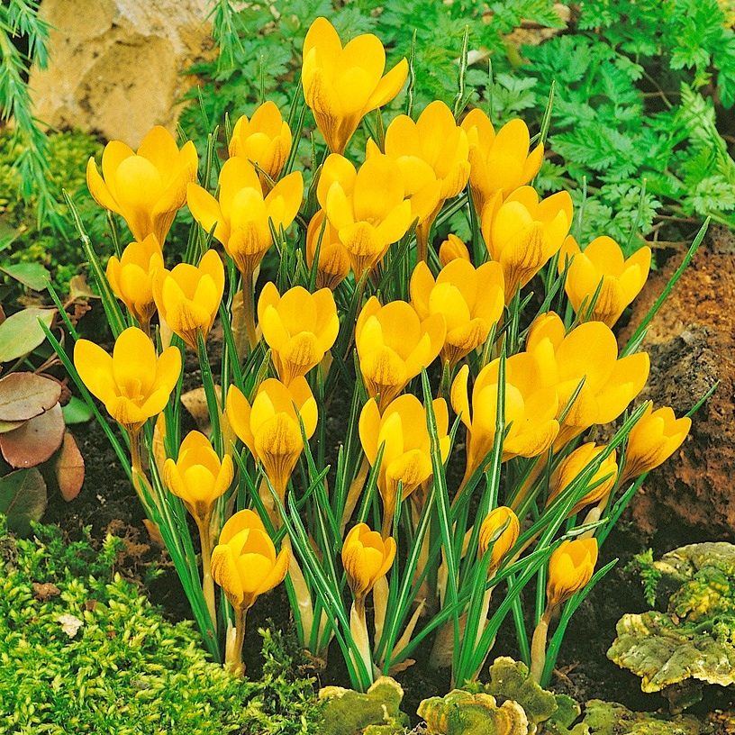Krokus Wiosenny Żółty P7