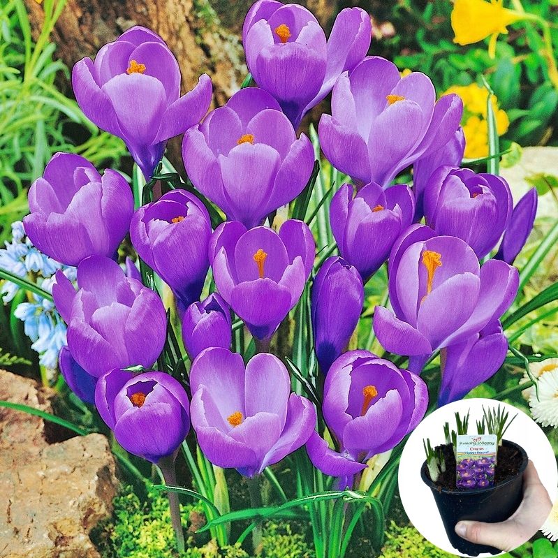 Krokus Niebieski P12