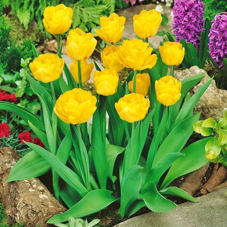 Tulipan Żółty P9