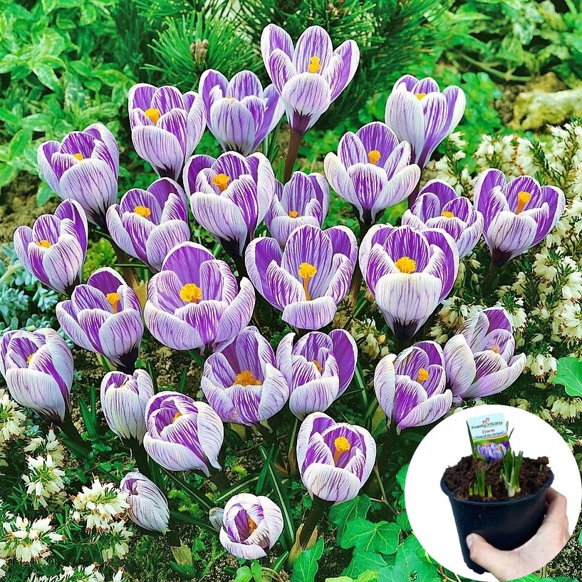 Krokus Dwukolorowy P12