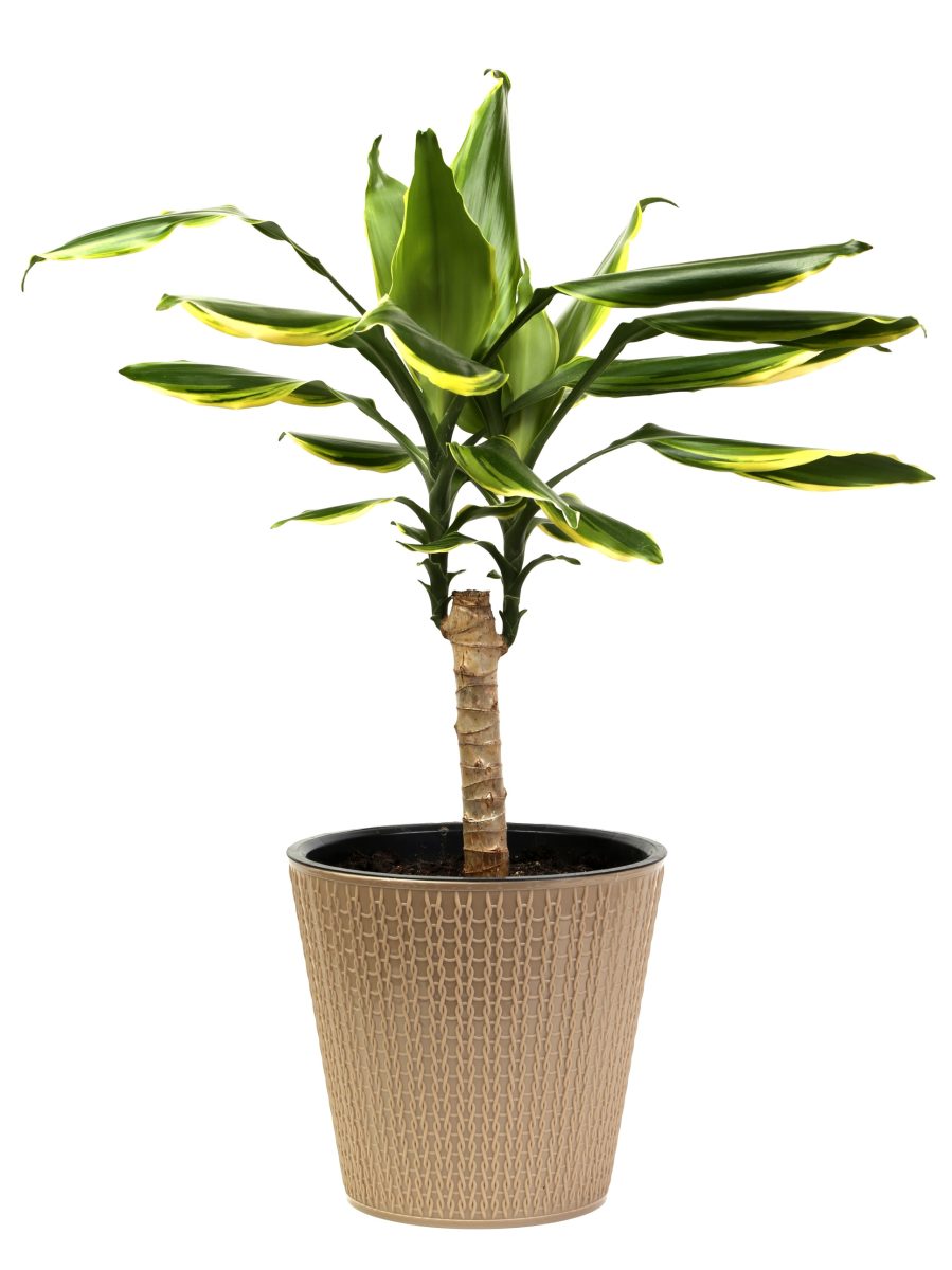 Dracena Wonna Golden Coast