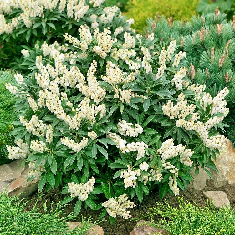 Pieris Japoński Cupido P17