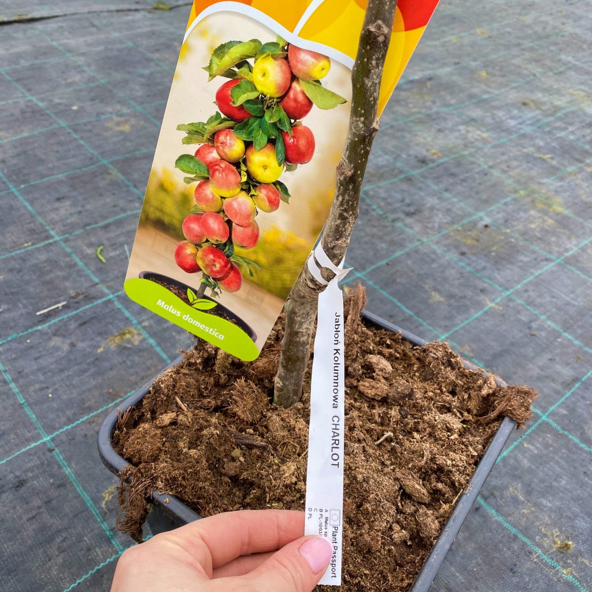 Jabłoń kolumnowa Malus domestica Charlot p19