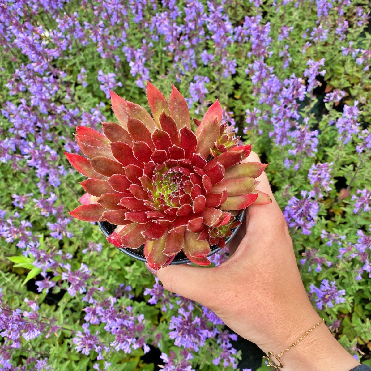 Rojnik Red Rose P11
