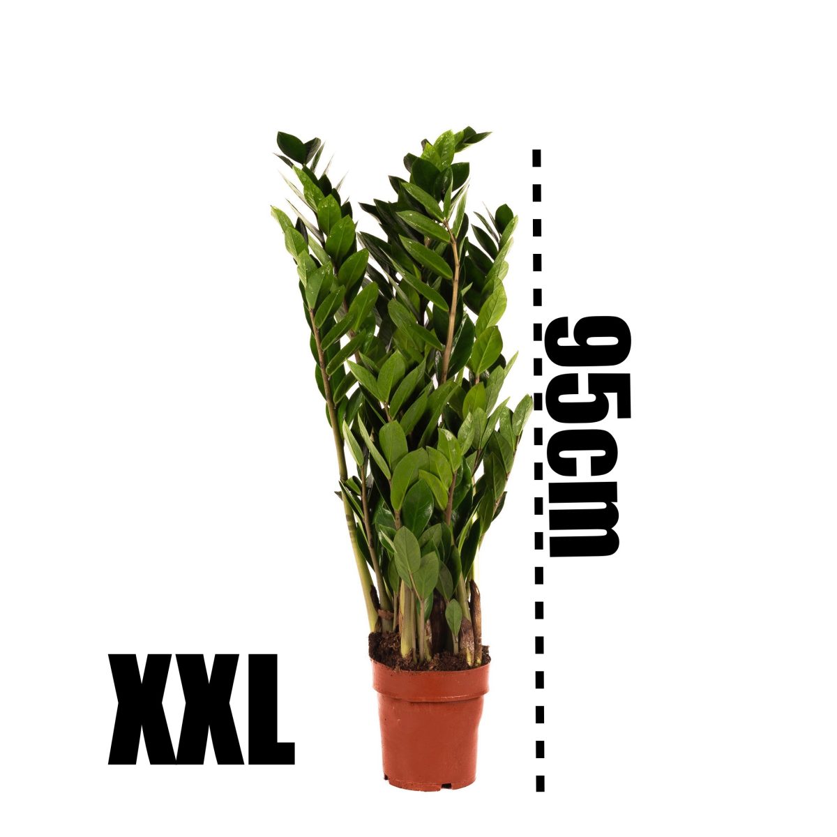 Zamiokulkas Zamiolistny XXL