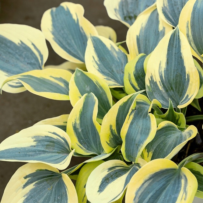 Hosta Autumn Frost P12