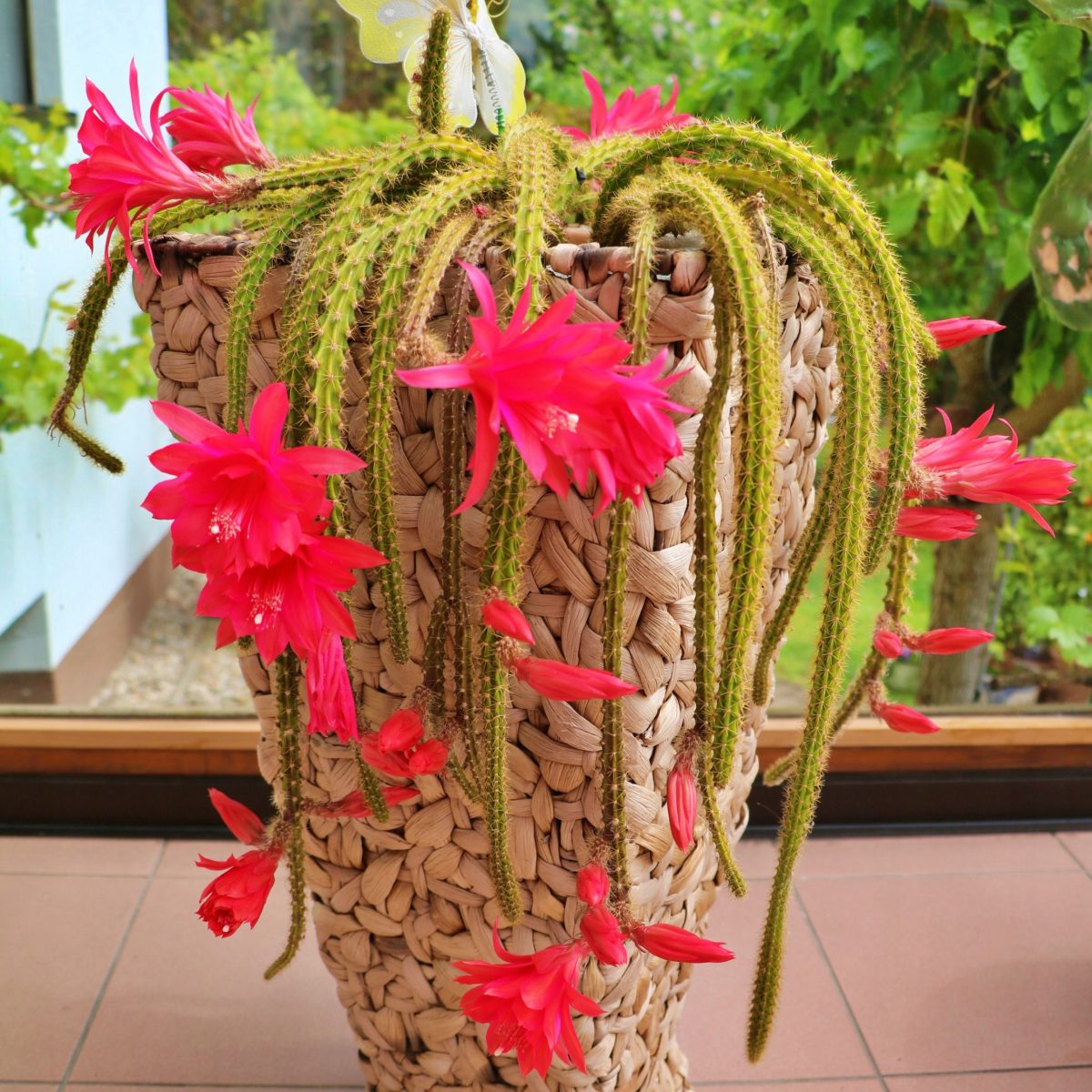 Aporocactus Flagelliformis Szczurzy Ogon P13