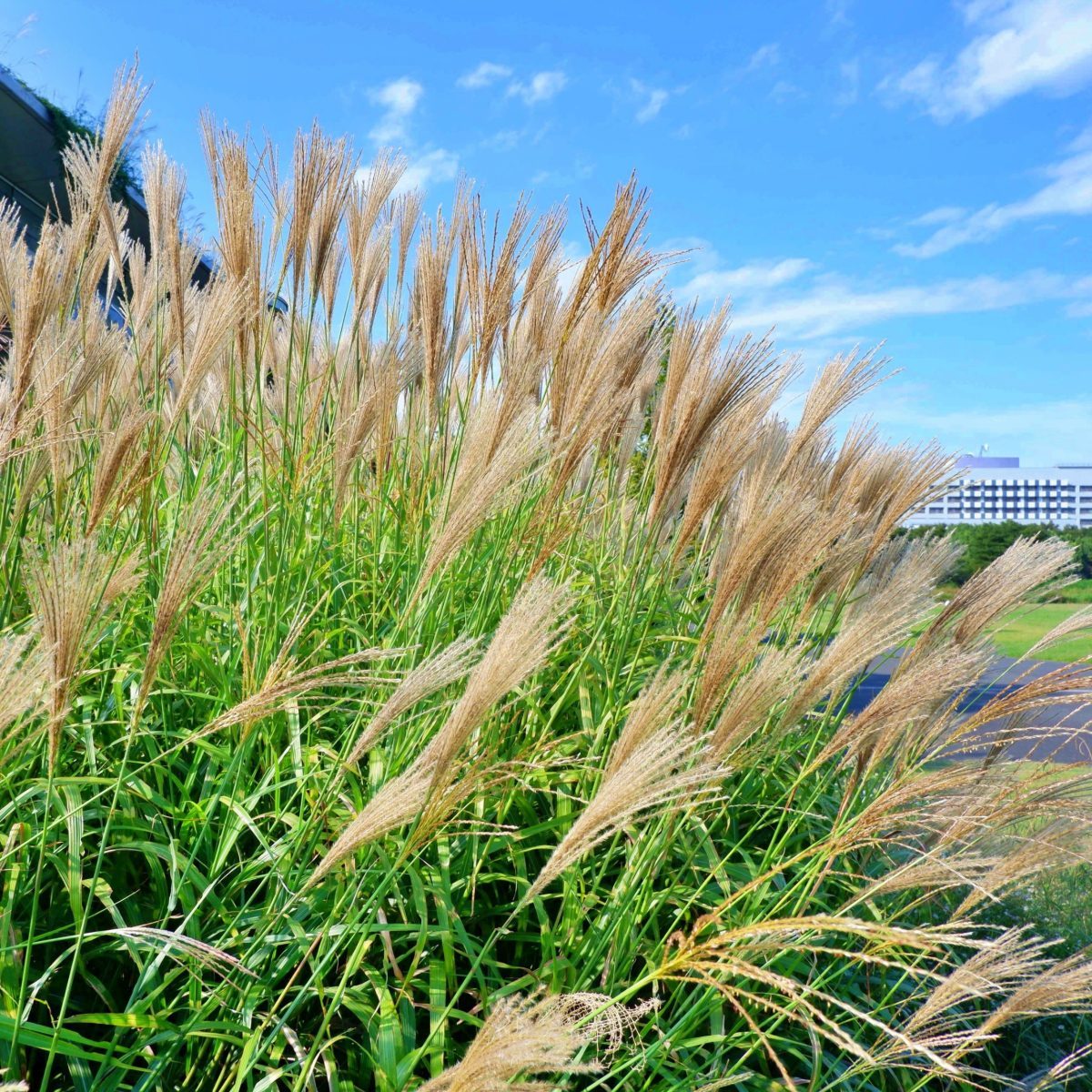 Miskant chiński - Miscanthus sinensis P12