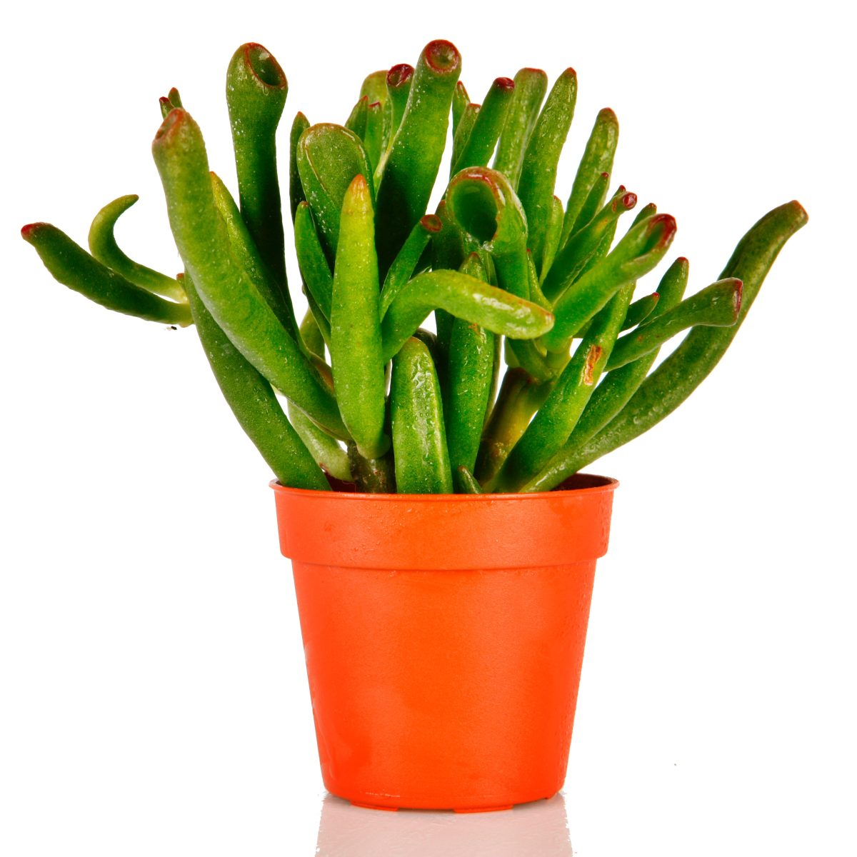 Crassula Ovata Gollum P11