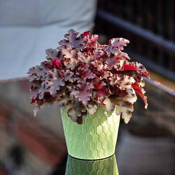 Żurawka ogrodowa World Caffé Lungo - Heuchera x hybrida P14