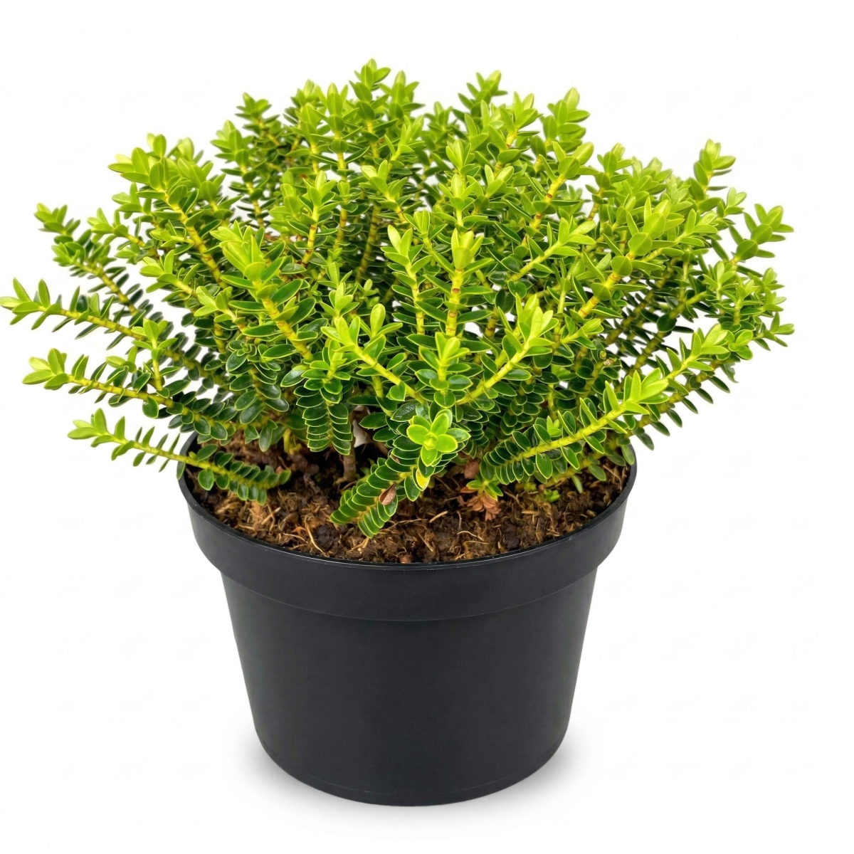 Hebe Vernicosa P17