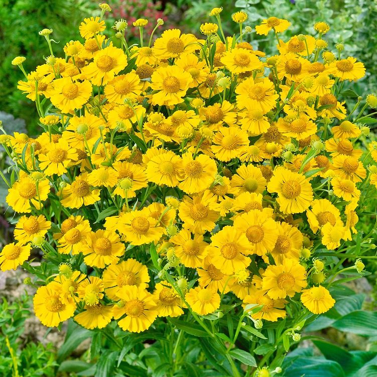 Dzielżan Jesienny Hayday Yellow P14
