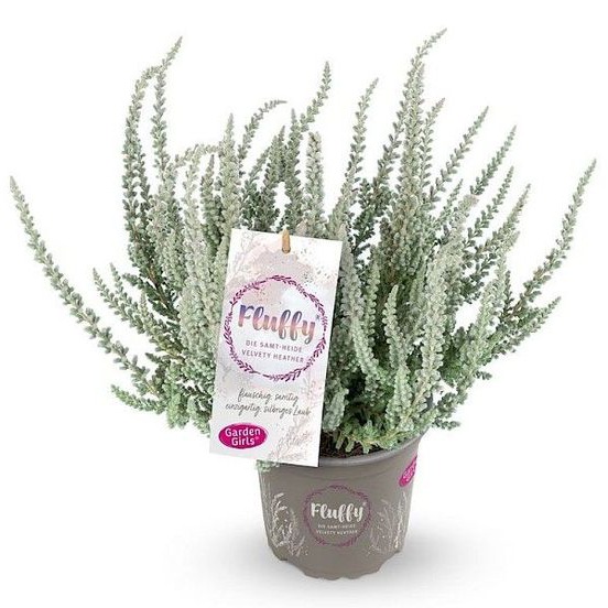 Wrzos Velvet Heather Fluffy - Wrzos miękki P12