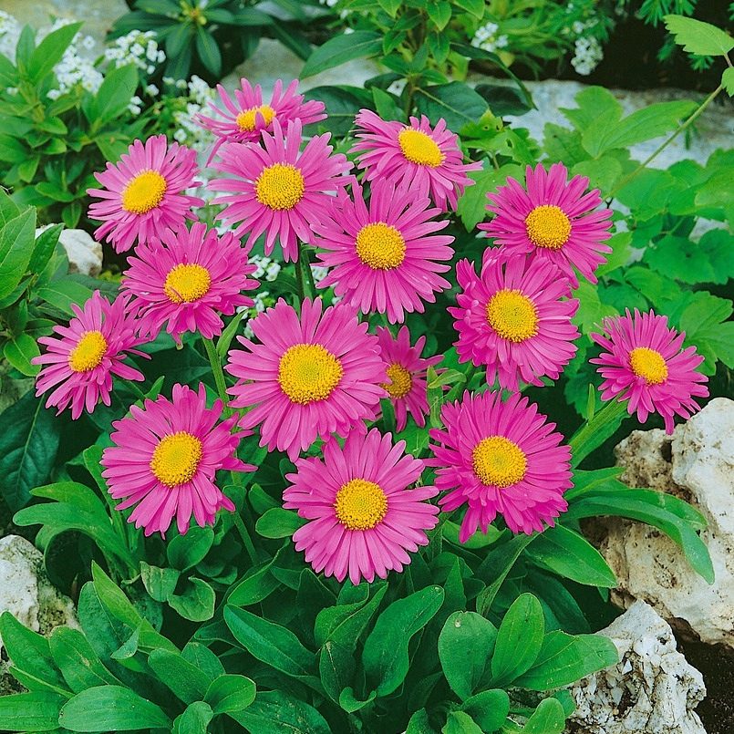 Aster Alpejski Happy End P12