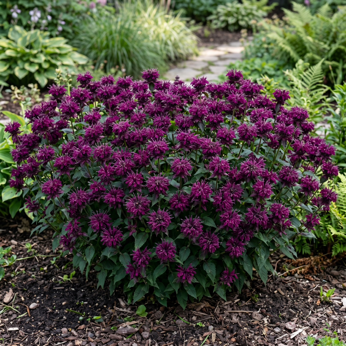 Pysznogłówka Sugar Buzz Grape Gumball P14
