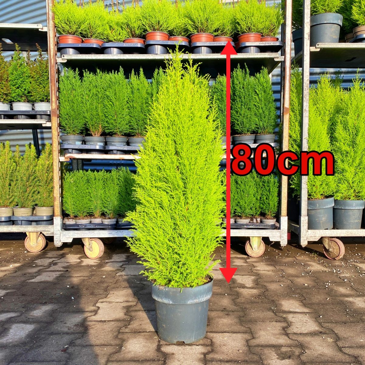 Cyprysik Goldcrest Wilma XL 80cm P21