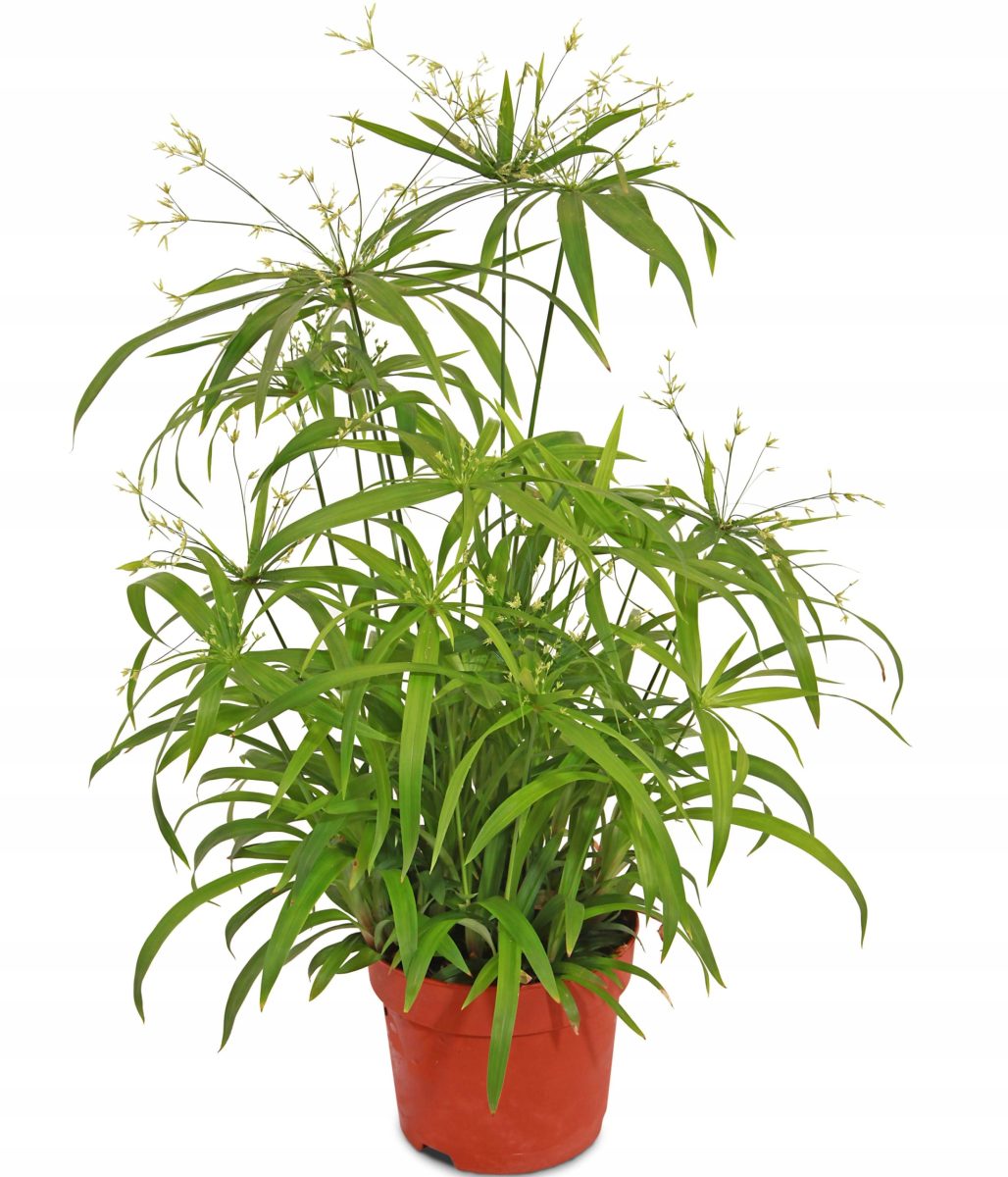 Papirus Cibora Zmienna P13